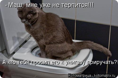 Котоматрица: Маш, мне уже не терпится!!! - А кто тебя просил его к унитазу приручать?! -