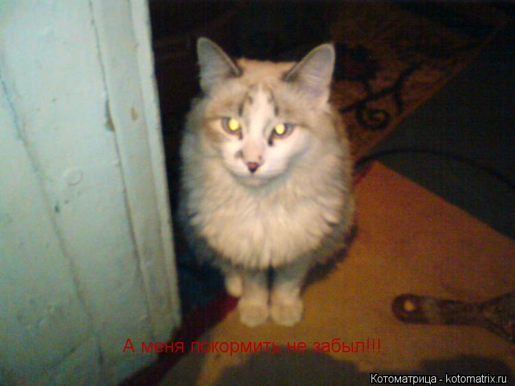 Котоматрица: А меня покормить не забыл!!!