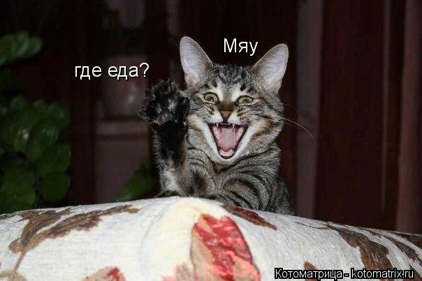 Котоматрица: Мяу где еда?