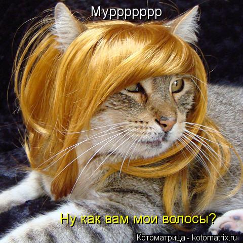 Котоматрица: Муррррррр Ну как вам мои волосы?