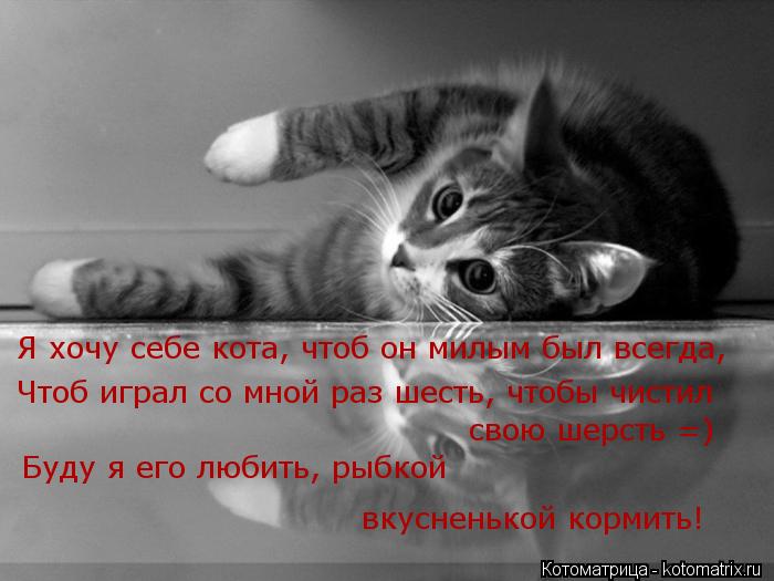 Котоматрица: Я хочу себе кота, чтоб он милым был всегда, Чтоб играл со мной раз шесть, чтобы чистил  свою шерсть =) Буду я его любить, рыбкой вкусненькой кор