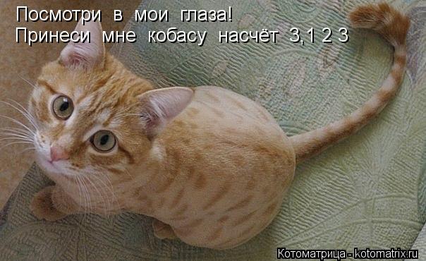 Котоматрица: Посмотри  в  мои  глаза! Принеси  мне  кобасу  насчёт  3,1 2 3