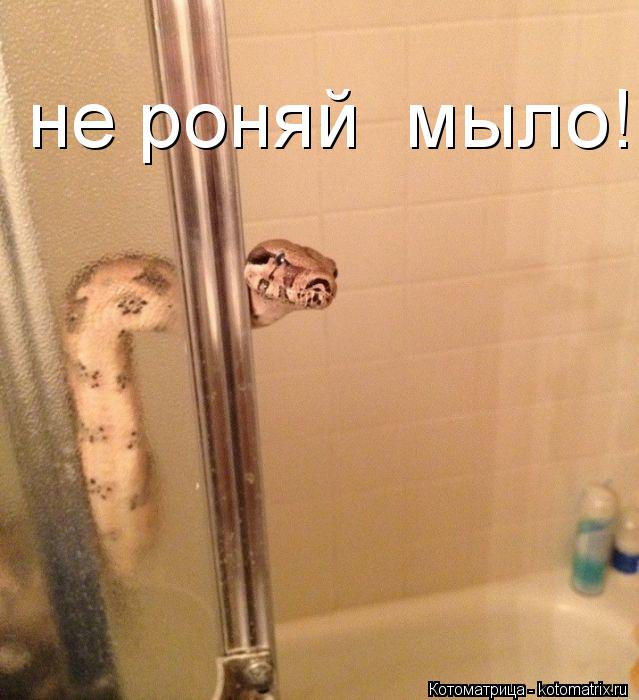 Котоматрица: не роняй  мыло!