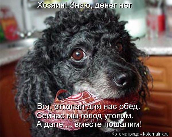 Котоматрица: Хозяин! Знаю, денег нет.  Вот, откопал для нас обед. Сейчас мы голод утолим. А дале ... вместе пошалим!