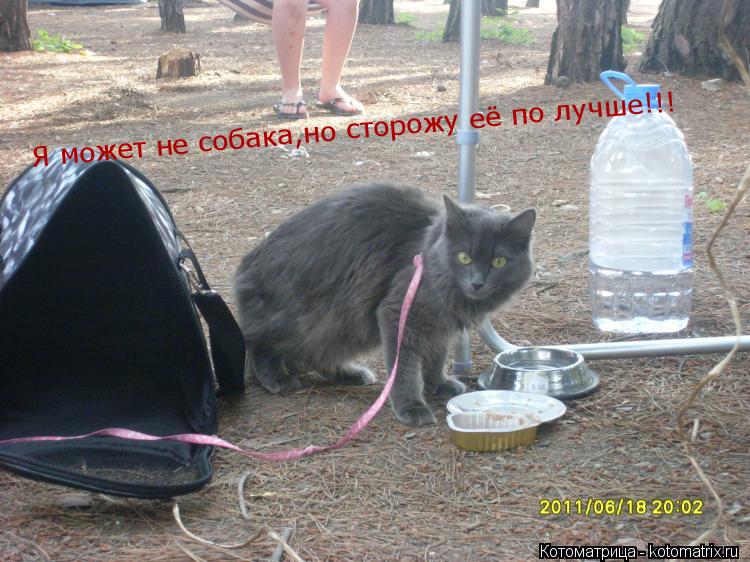 Котоматрица: Я может не собака,но сторожу её по лучше!!!