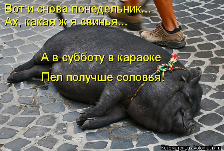 Котоматрица: Вот и снова понедельник... Ах, какая ж я свинья... А в субботу в караоке  Пел получше соловья!
