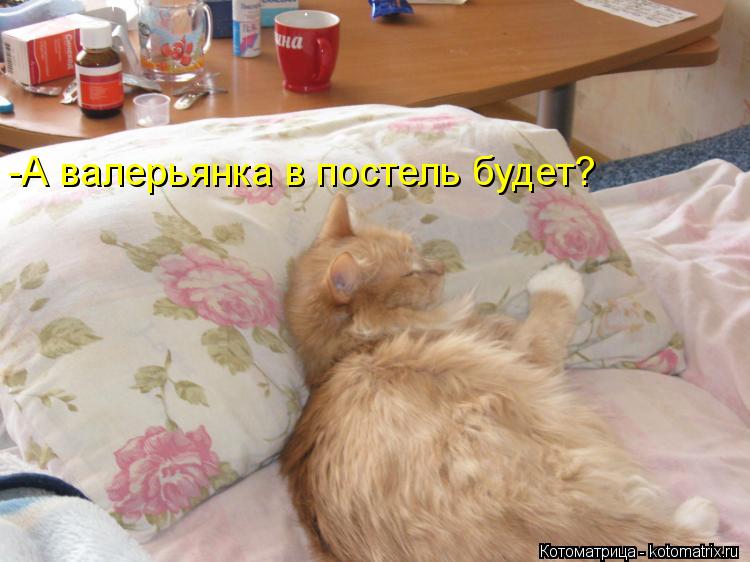 Котоматрица: -А валерьянка в постель будет?