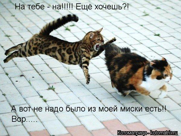 Котоматрица: На тебе - на!!!!! Ещё хочешь?! А вот не надо было из моей миски есть!! Вор..... Вор.....