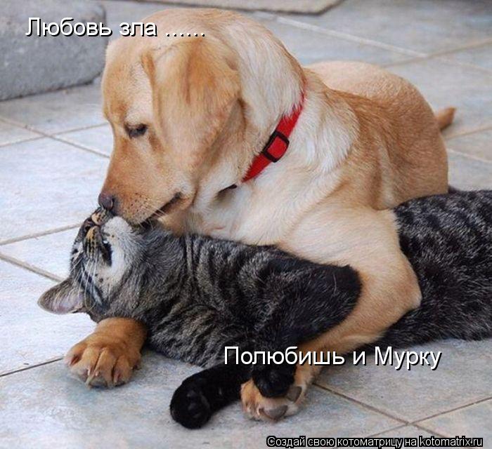 Котоматрица: Любовь зла ...... Полюбишь и Мурку