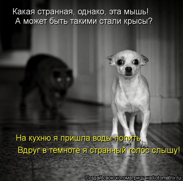 Котоматрица: Какая странная, однако, эта мышь! А может быть такими стали крысы? На кухню я пришла воды попить, Вдруг в темноте я странный голос слышу!
