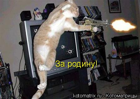 За родину!... Котоматрица: За родину!