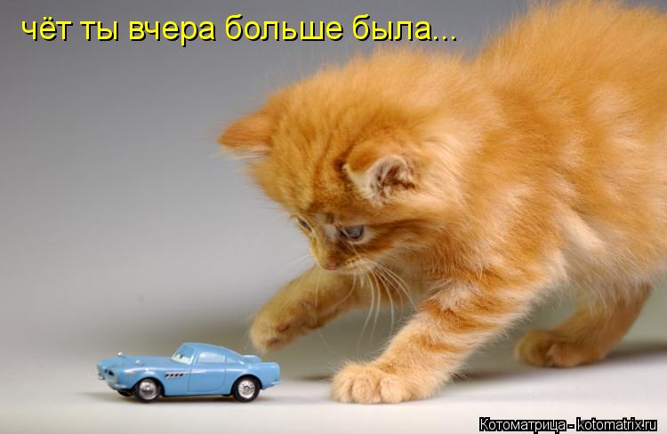 Котоматрица: чёт ты вчера больше была...
