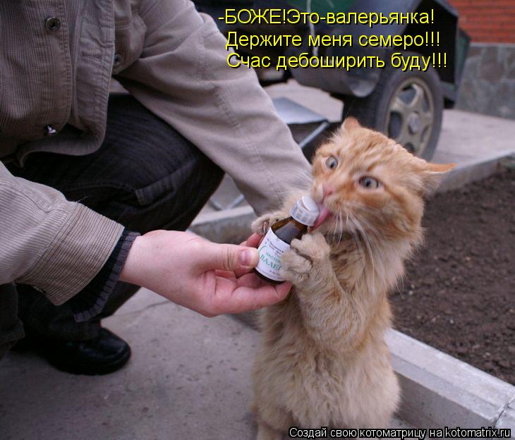 Котоматрица: -БОЖЕ!Это-валерьянка! Держите меня семеро!!! Счас дебоширить буду!!!
