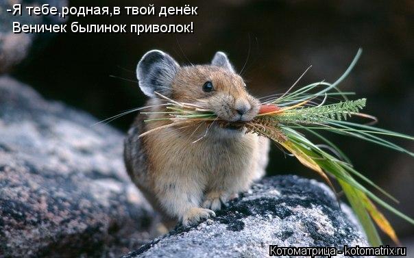 Котоматрица: -Я тебе,родная,в твой денёк Веничек былинок приволок!