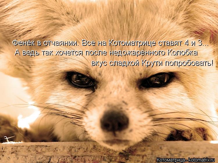 Котоматрица: Фенёк в отчаянии. Все на Котоматрице ставят 4 и 3... А ведь так хочется после недожаренного Колобка вкус сладкой Крути попробовать!