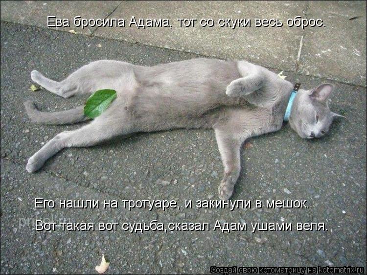 Котоматрица: Ева бросила Адама, тот со скуки весь оброс. Его нашли на тротуаре, и закинули в мешок. Вот такая вот судьба,сказал Адам ушами веля.