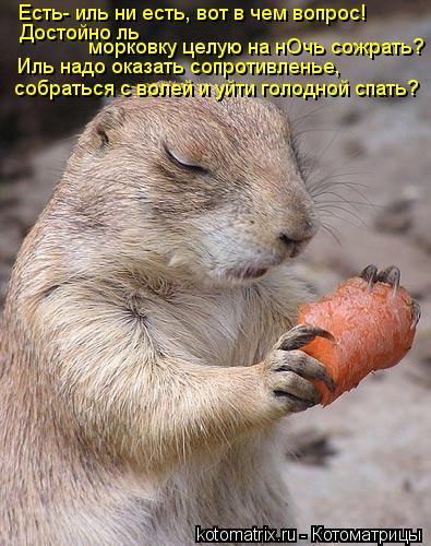 Котоматрица: Есть- иль ни есть, вот в чем вопрос! Достойно ль морковку целую на нОчь сожрать? Иль надо оказать сопротивленье,  собраться с волей и уйти гол