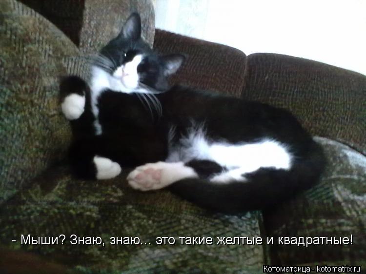 - Мыши? Знаю, знаю... это такие желтые и квадратные! - Мыши? Знаю, знаю... это такие желтые и квадрат... Котоматрица: - Мыши? Знаю, знаю... это такие желтые и квадратные! - Мыши? Знаю, знаю... это такие желтые и квадратные!