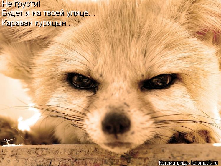 Не грусти! Будет и на твоей улице... Караван курицын...... Котоматрица: Не грусти! Будет и на твоей улице... Караван курицын...