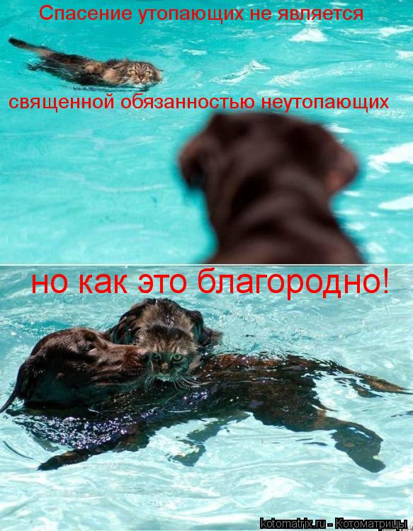 Котоматрица: Спасение утопающих не является  священной обязанностью неутопающих но как это благородно!