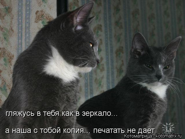 гляжусь в тебя как в зеркало... а наша с тобой копия... печатать не дает а наша с тобой копия... печ... Котоматрица: гляжусь в тебя как в зеркало... а наша с тобой копия... печатать не дает а наша с тобой копия... печатать не дает