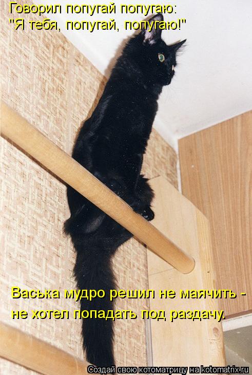 Говорил попугай попугаю: "Я тебя, попугай, попугаю!" Васька мудро решил не маячить - не хотел попада... Котоматрица: Говорил попугай попугаю: "Я тебя, попугай, попугаю!" Васька мудро решил не маячить - не хотел попадать под раздачу.