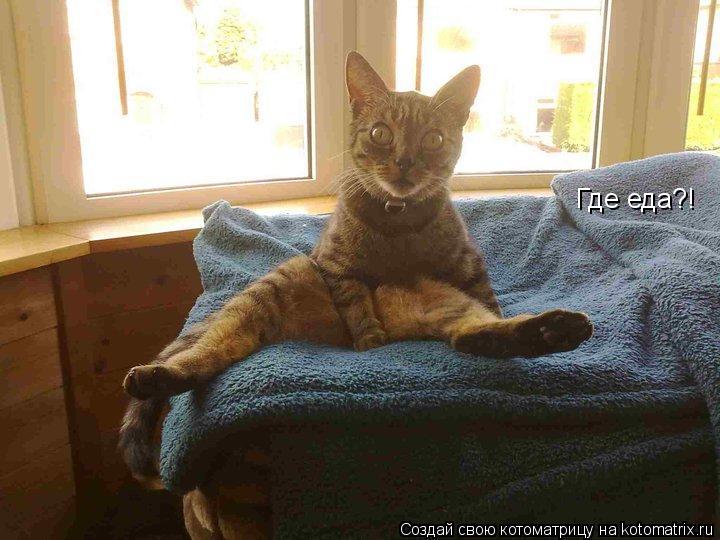Котоматрица: Где еда?!