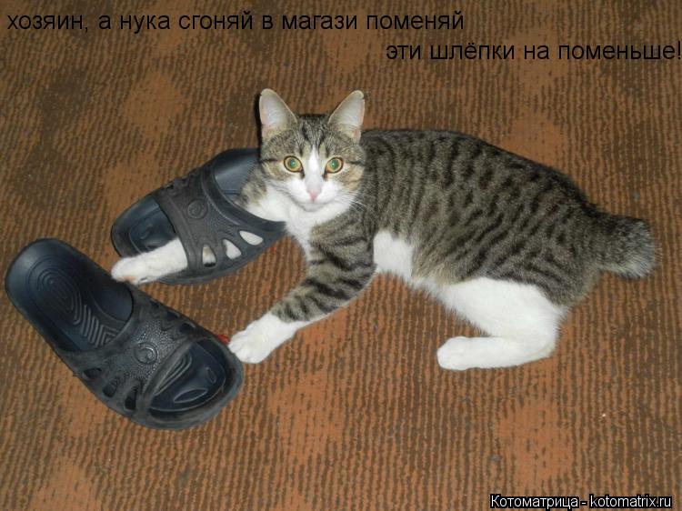 Котоматрица: хозяин, а нука сгоняй в магази поменяй  эти шлёпки на поменьше!