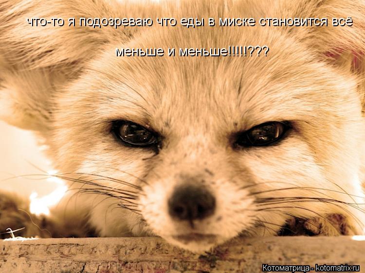 Котоматрица: что-то я подозреваю что еды в миске становится всё меньше и меньше!!!!!???