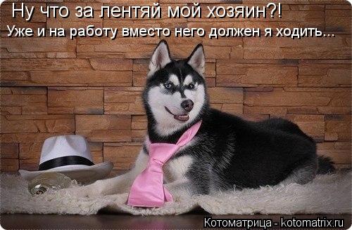 Котоматрица: Ну что за лентяй мой хозяин?! Уже и на работу вместо него должен я ходить...
