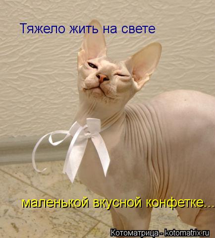 Котоматрица: Тяжело жить на свете  маленькой вкусной конфетке...