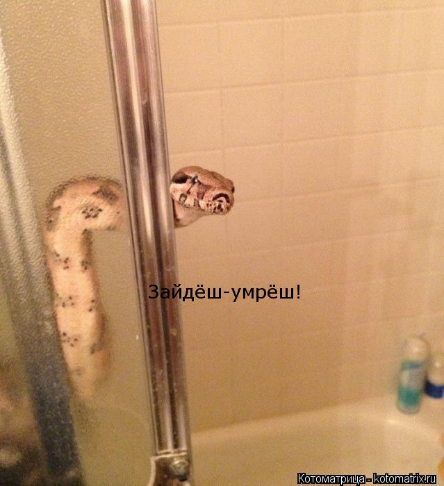 Котоматрица: Зайдёш-умрёш!