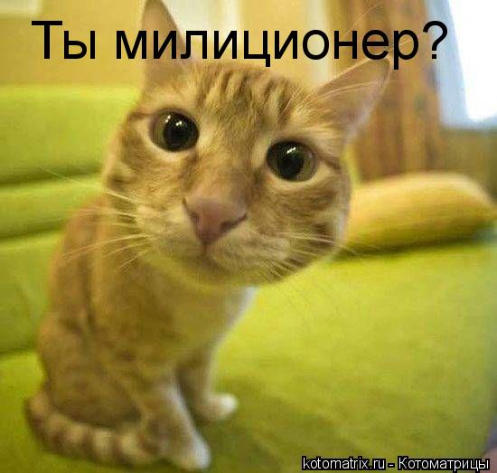 Котоматрица: Ты милиционер?