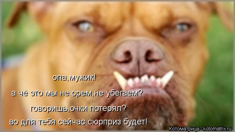 во для тебя сейчас сюрприз будет! говоришь,очки потерял? а чё это мы не орем,не убегаем? опа,мужик!... Котоматрица: во для тебя сейчас сюрприз будет! говоришь,очки потерял? а чё это мы не орем,не убегаем? опа,мужик!
