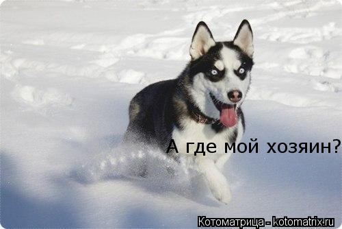 Котоматрица: А где мой хозяин?