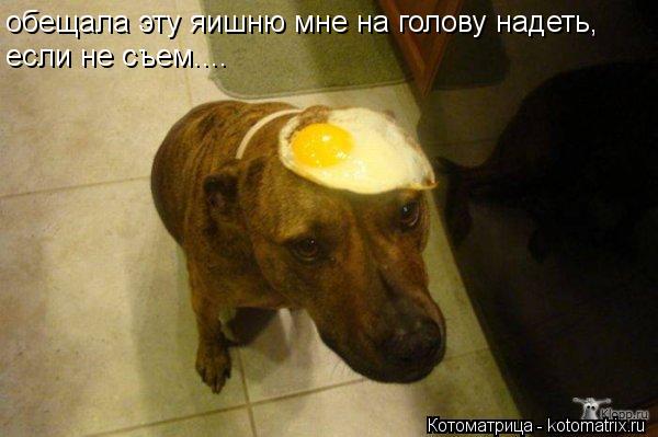 Котоматрица: обещала эту яишню мне на голову надеть, если не съем....