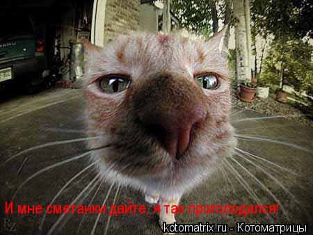 Котоматрица: И мне сметанки дайте, я так проголодался!