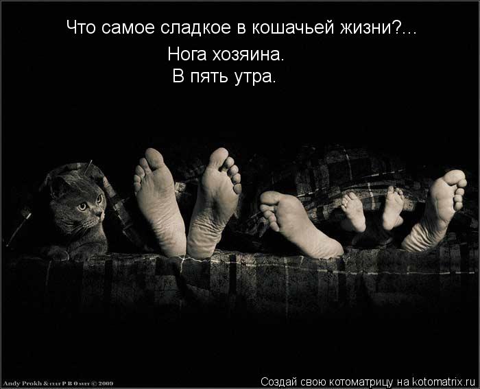 Котоматрица: Что самое сладкое в кошачьей жизни?... Нога хозяина. В пять утра.