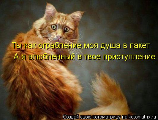 Ты как ограбление,моя душа в пакет А я влюбленный в твое приступление... Котоматрица: Ты как ограбление,моя душа в пакет А я влюбленный в твое приступление