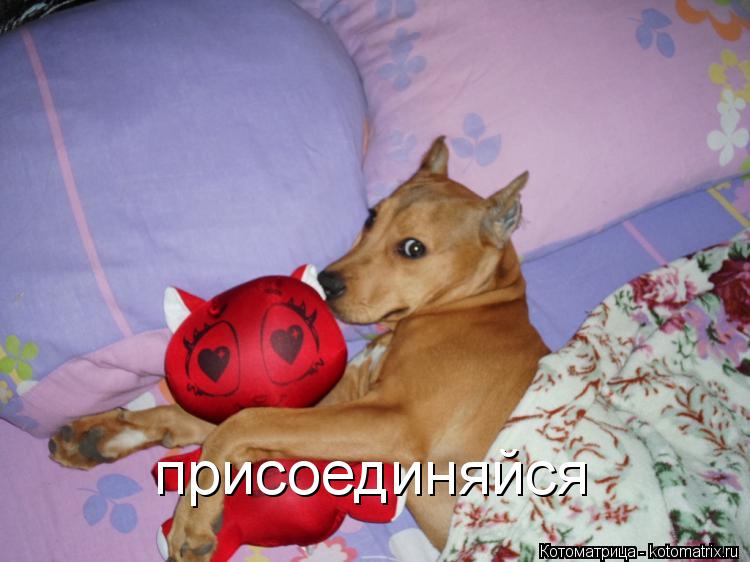Котоматрица: присоединяйся