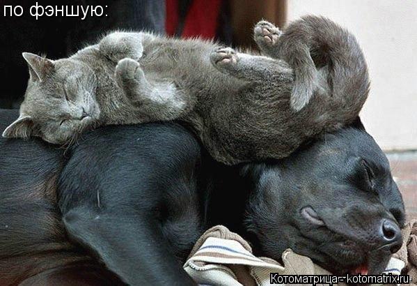 Котоматрица: по фэншую: