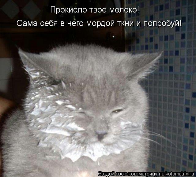 Котоматрица: Прокисло твое молоко!  Сама себя в него мордой ткни и попробуй!