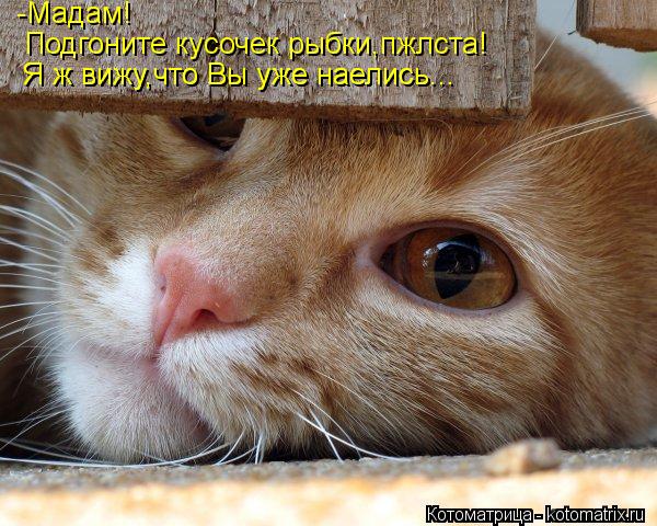 Котоматрица: -Мадам! Подгоните кусочек рыбки,пжлста! Я ж вижу,что Вы уже наелись... Я ж вижу,что Вы уже наелись...