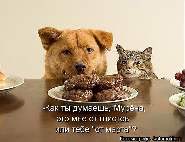 Котоматрица: -Как ты думаешь, Мурёна, это мне от глистов или тебе "от марта"?