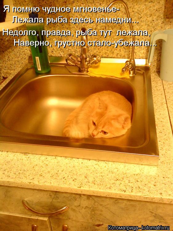 Котоматрица: Я помню чудное мгновенье- Лежала рыба здесь намедни... Недолго, правда, рыба тут  лежала, Наверно, грустно стало-убежала...