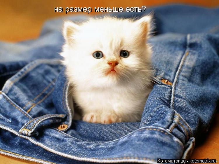 Котоматрица: на размер меньше есть?