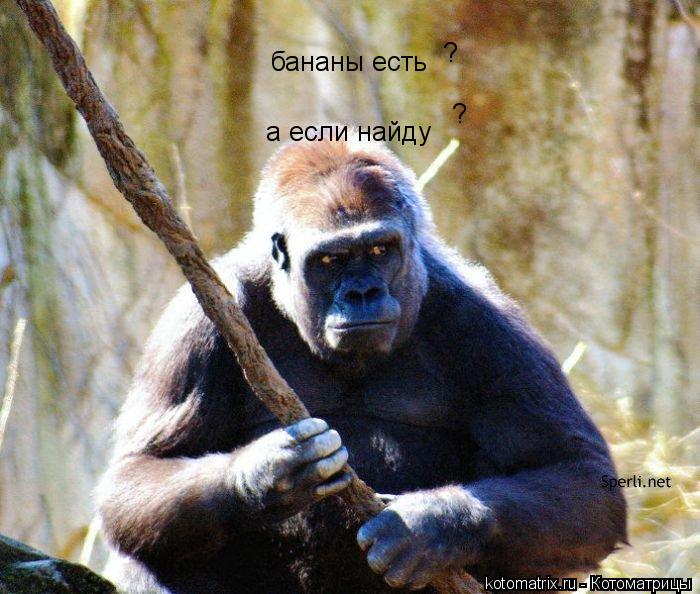 бананы есть а если найду ? ?... Котоматрица: бананы есть а если найду ? ?