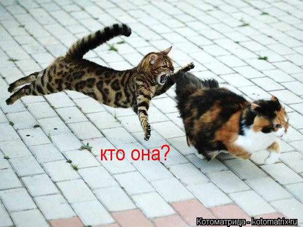 кто она?... Котоматрица: кто она?
