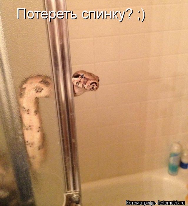 Котоматрица: Потереть спинку? ;)