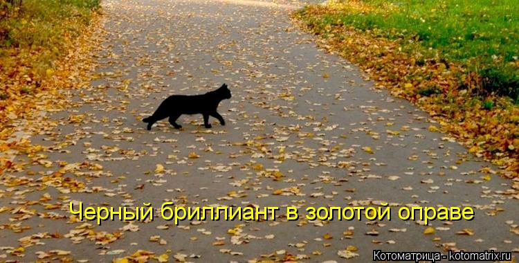 Котоматрица: Черный бриллиант в золотой оправе